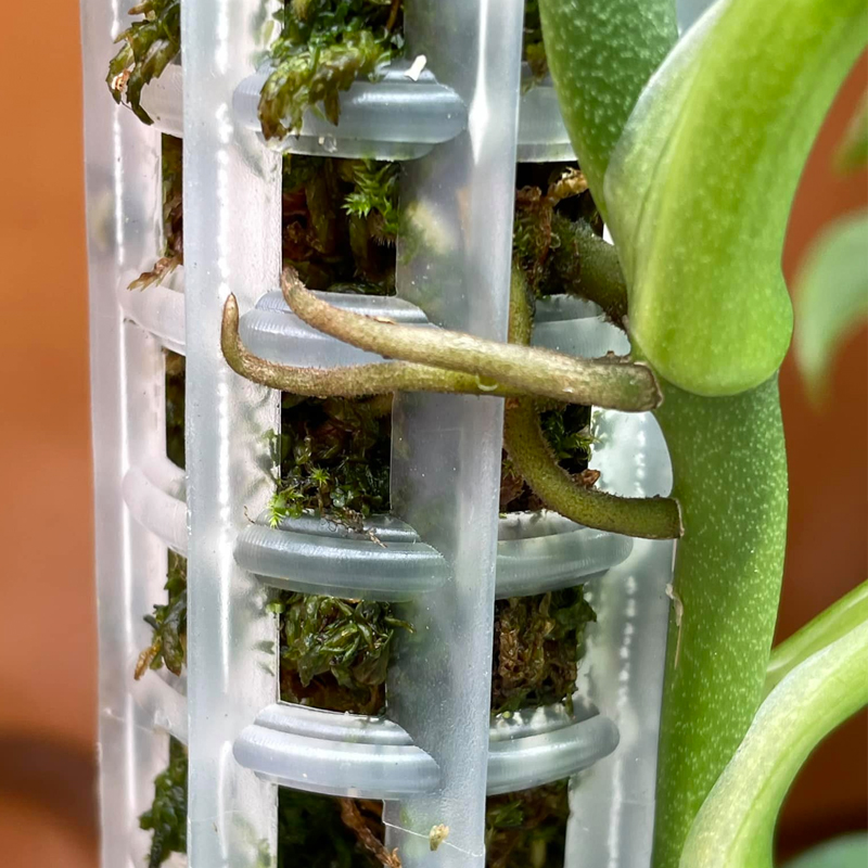 DIY Moss Pole For Monstera (Updated May 2023)
