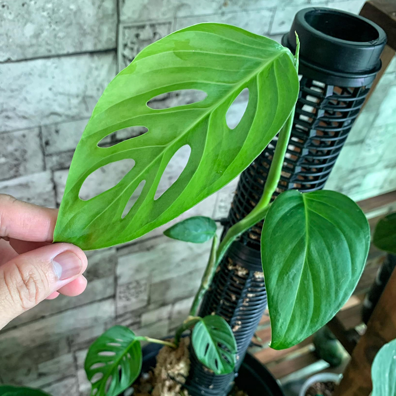 DIY Moss Pole For Monstera (Updated May 2023)