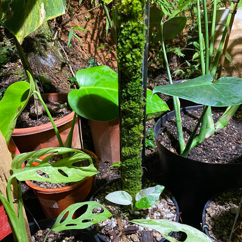 DIY Moss Pole For Monstera (Updated May 2023)