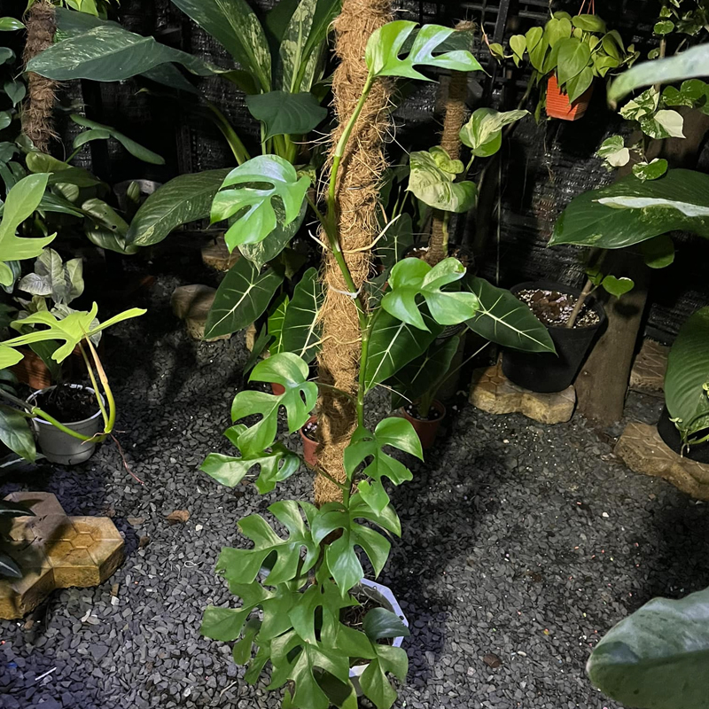 DIY Moss Pole For Monstera (Updated May 2023)