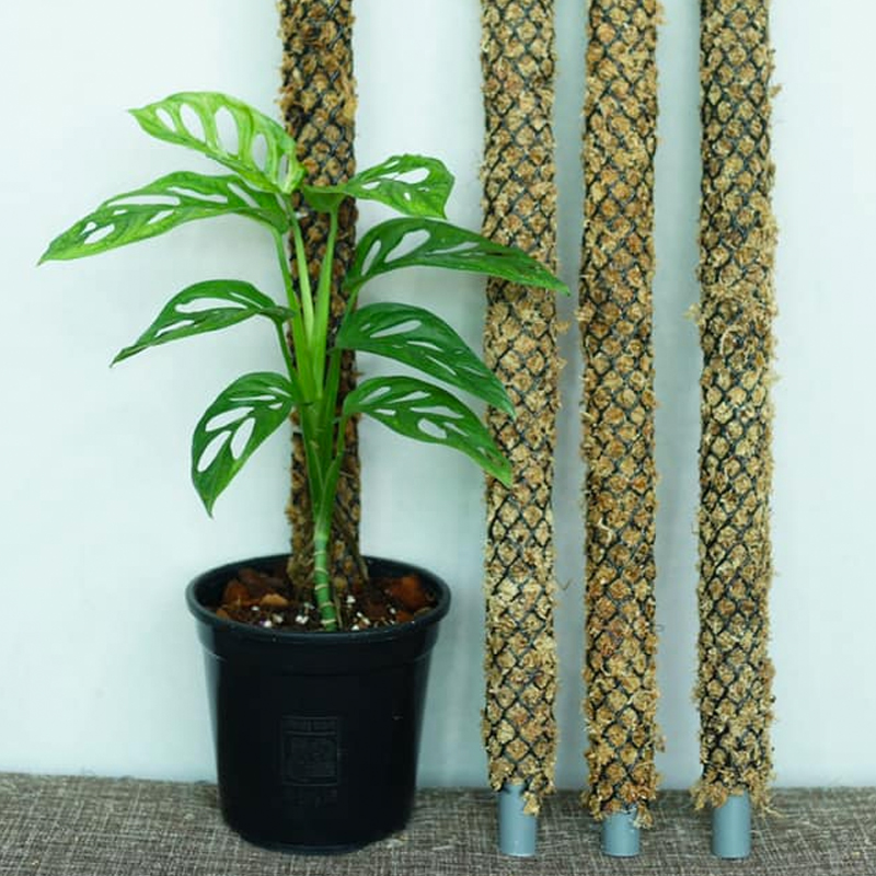 DIY Moss Pole For Monstera (Updated May 2023)