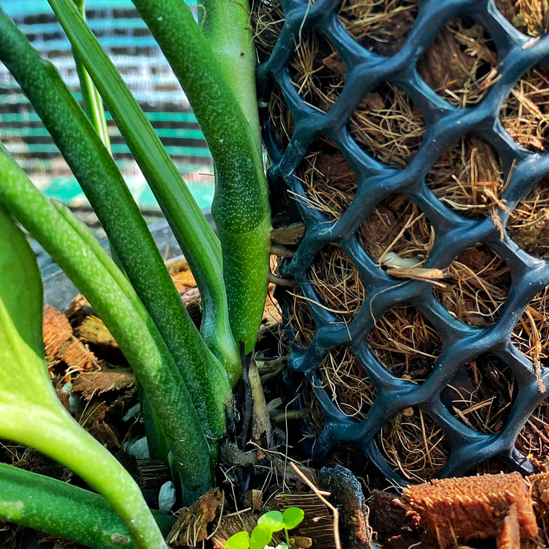 DIY Moss Pole For Monstera (Updated May 2023)