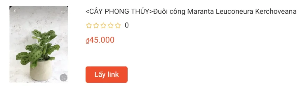 Duoi cong Maranta Leuconeura Kerchoveana | Monsteraholic