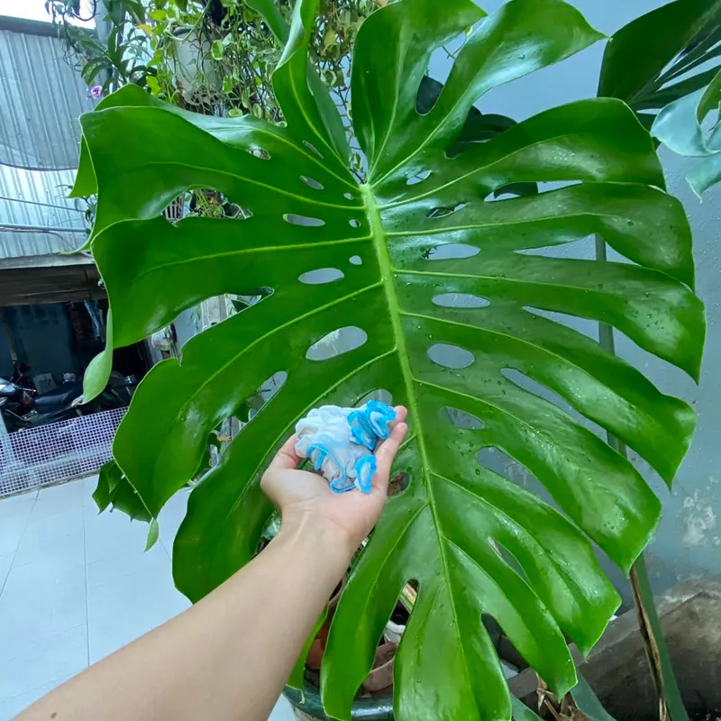 How to clean your monstera leaves 7 monsteraholic