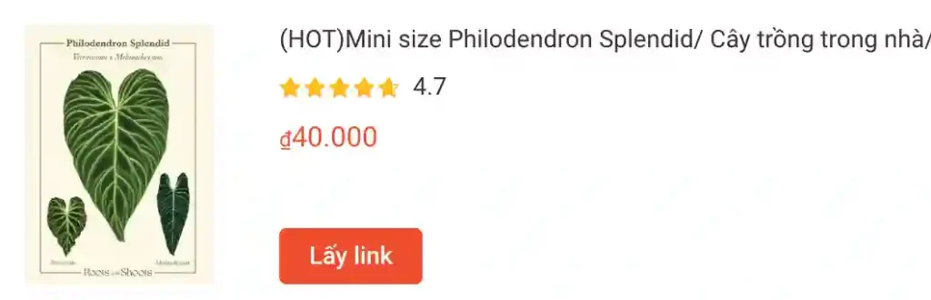 Những điều có thể bạn chưa biết về Philodendron Splendid 1 Mini size Philodendron Splendid | Monsteraholic