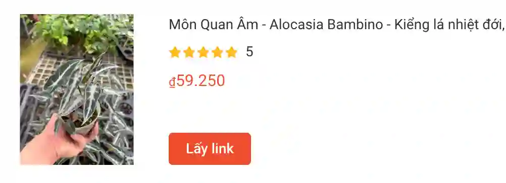Những điều có thể bạn chưa biết về Alocasia Bambino 1 Mon Quan Am Alocasia Bambino | Monsteraholic