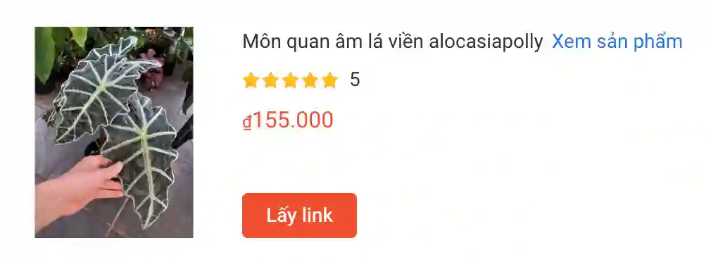 Mon quan am la vien alocasiapolly | Monsteraholic