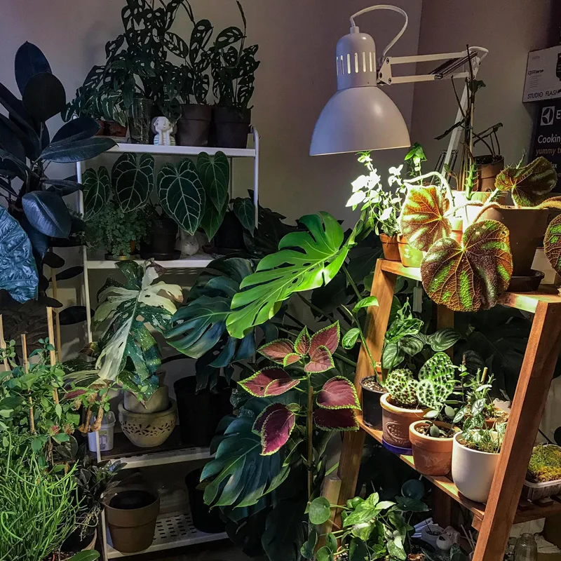 Natural Light and Artificial Lighting for Monstera Plants 1 monsteraholic