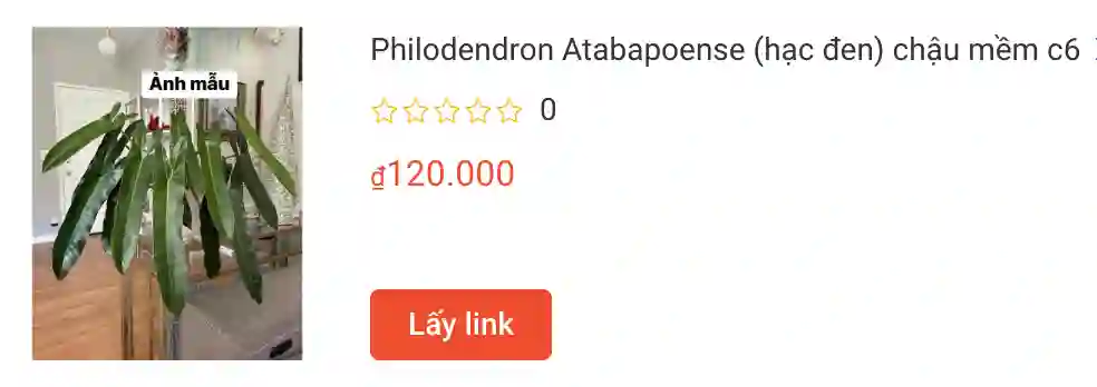 Philodendron Atabapoense hac den chau mem c6 | Monsteraholic