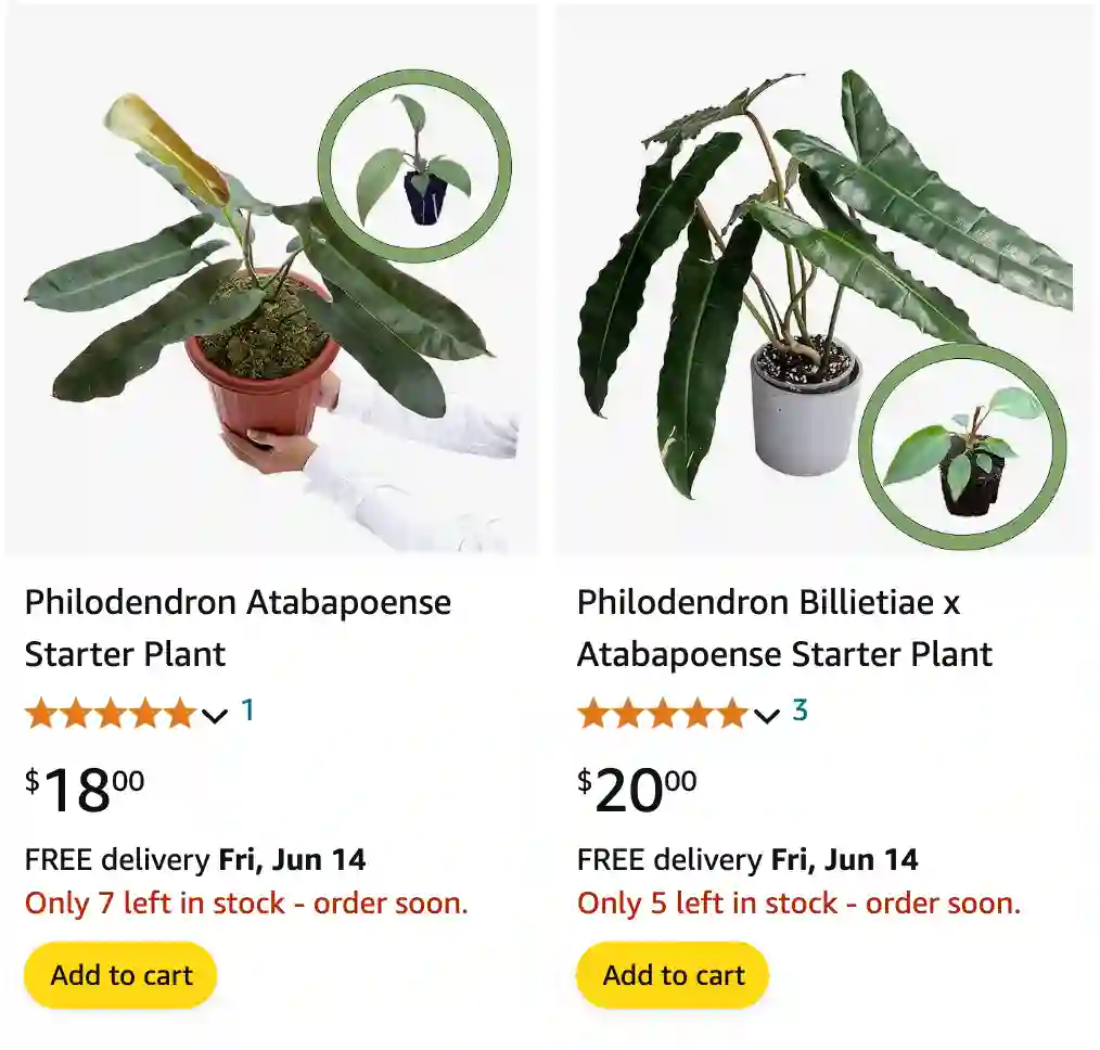 Philodendron Atabapoense | Monsteraholic