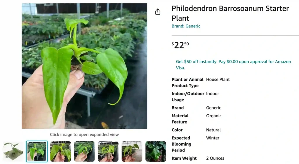 Philodendron Barrosoanum | Monsteraholic