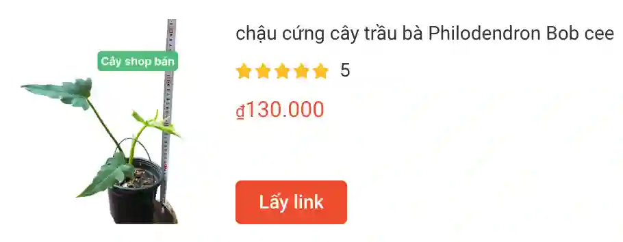 Philodendron Bob Cee | Monsteraholic