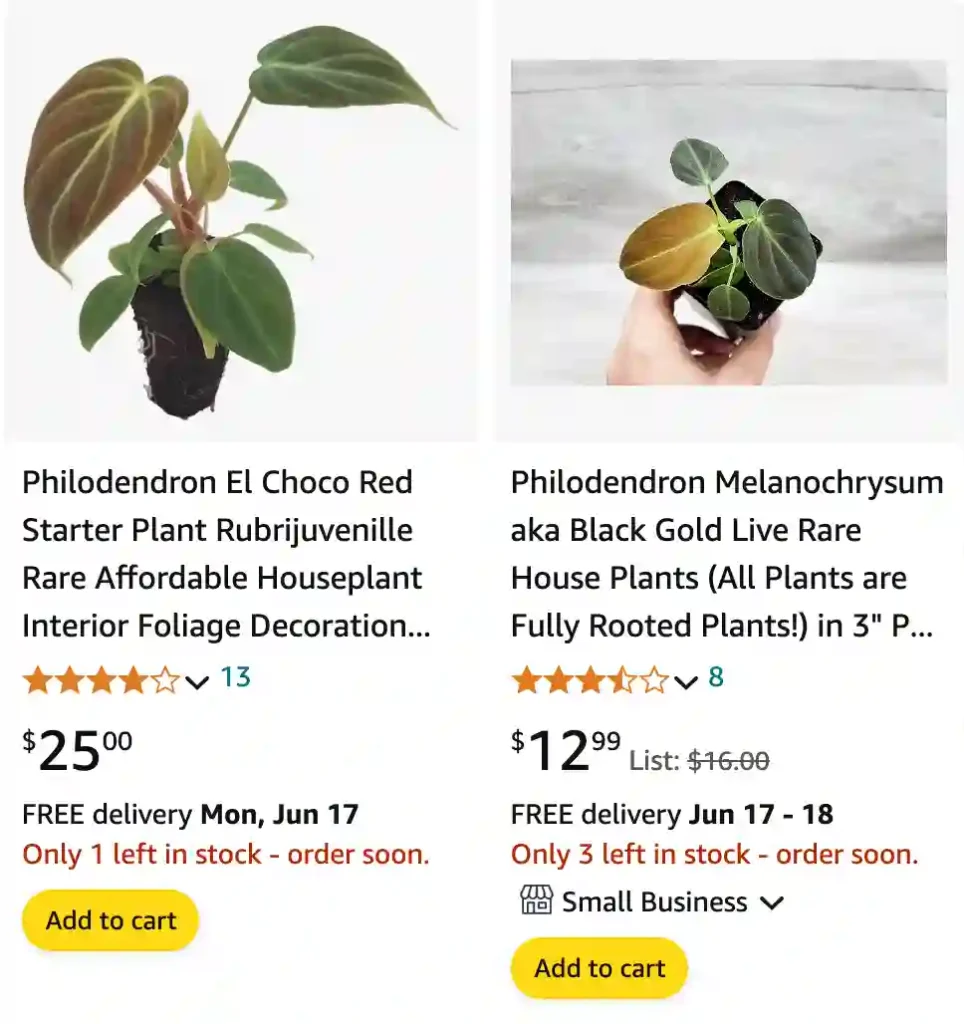 Philodendron El Choco Red | Monsteraholic