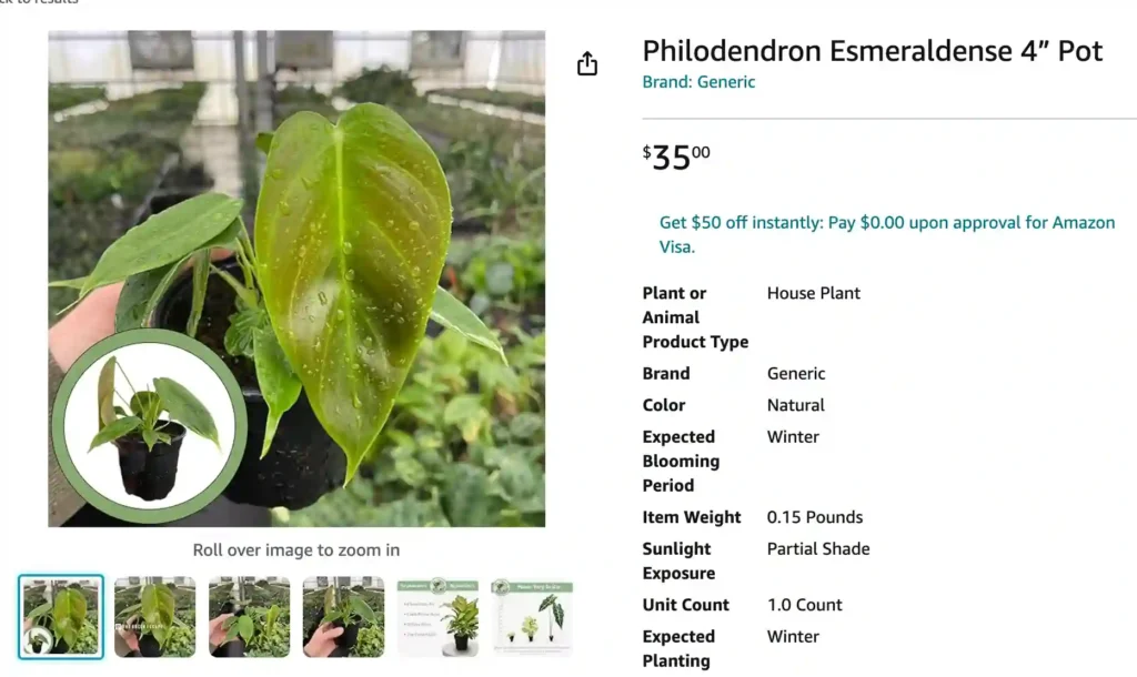 Philodendron Esmeraldense | Monsteraholic