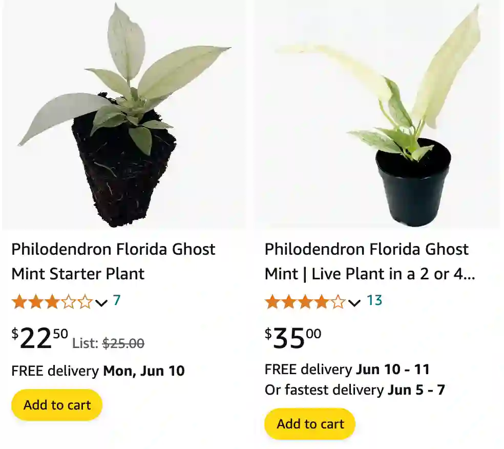 Philodendron Florida Ghost | Monsteraholic