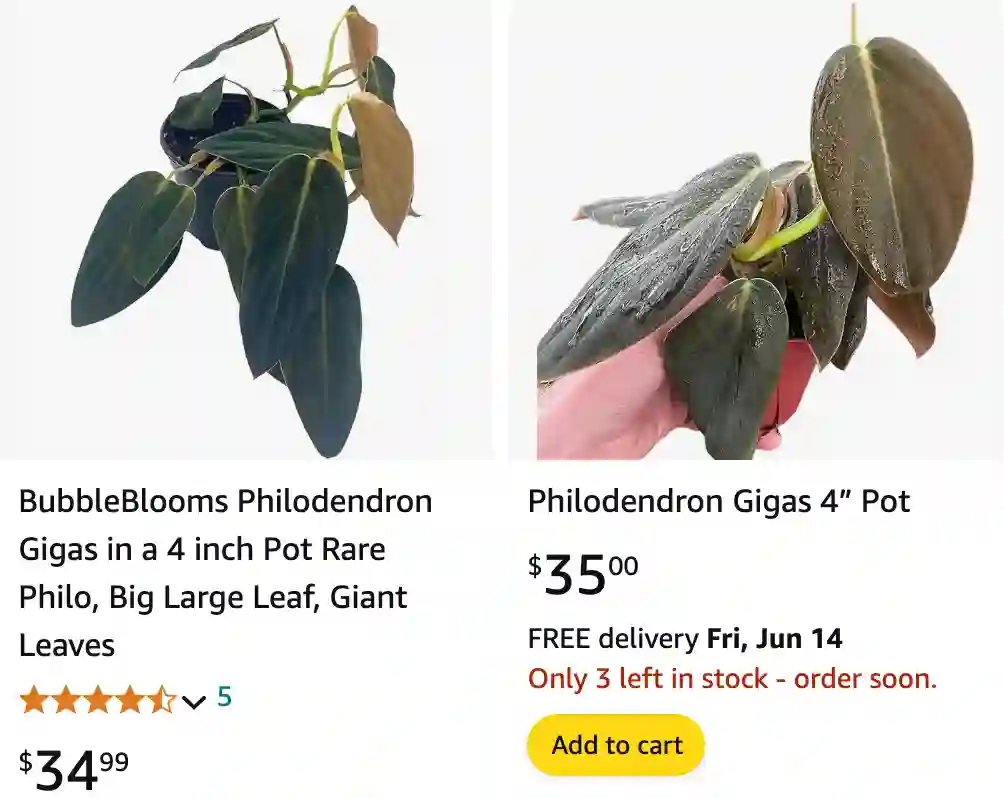 Philodendron Gigas | Monsteraholic