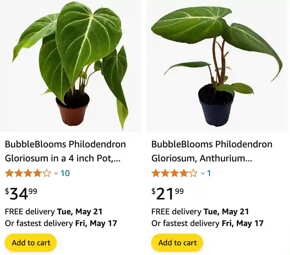 Philodendron Gloriosum | Monsteraholic