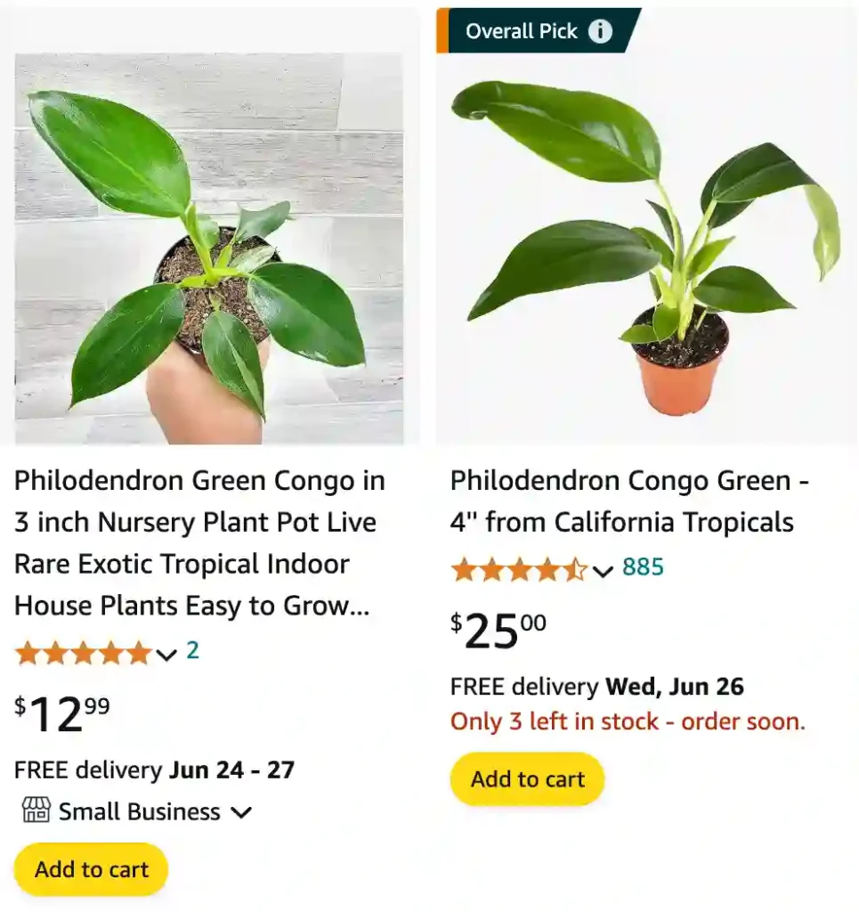 Philodendron Green Congo | Monsteraholic