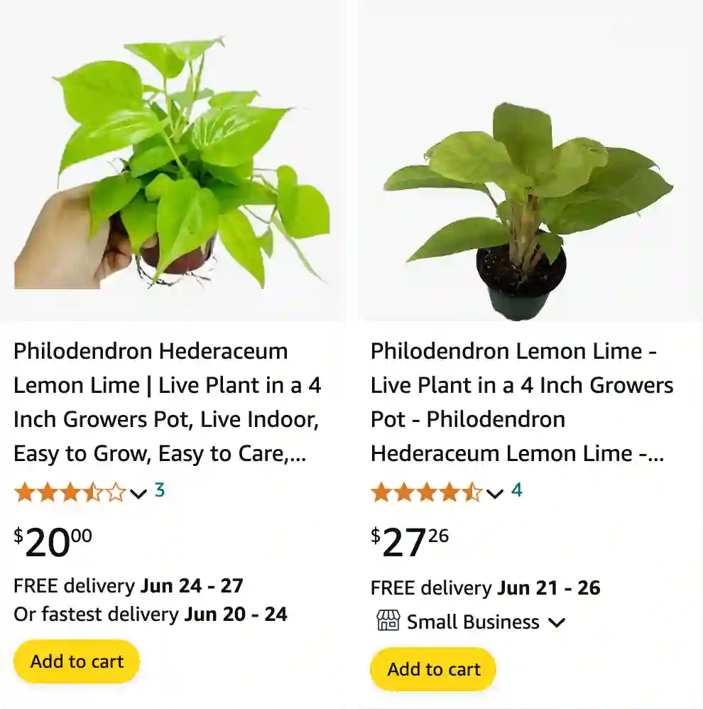 Philodendron Hederaceum Lemon Lime | Monsteraholic