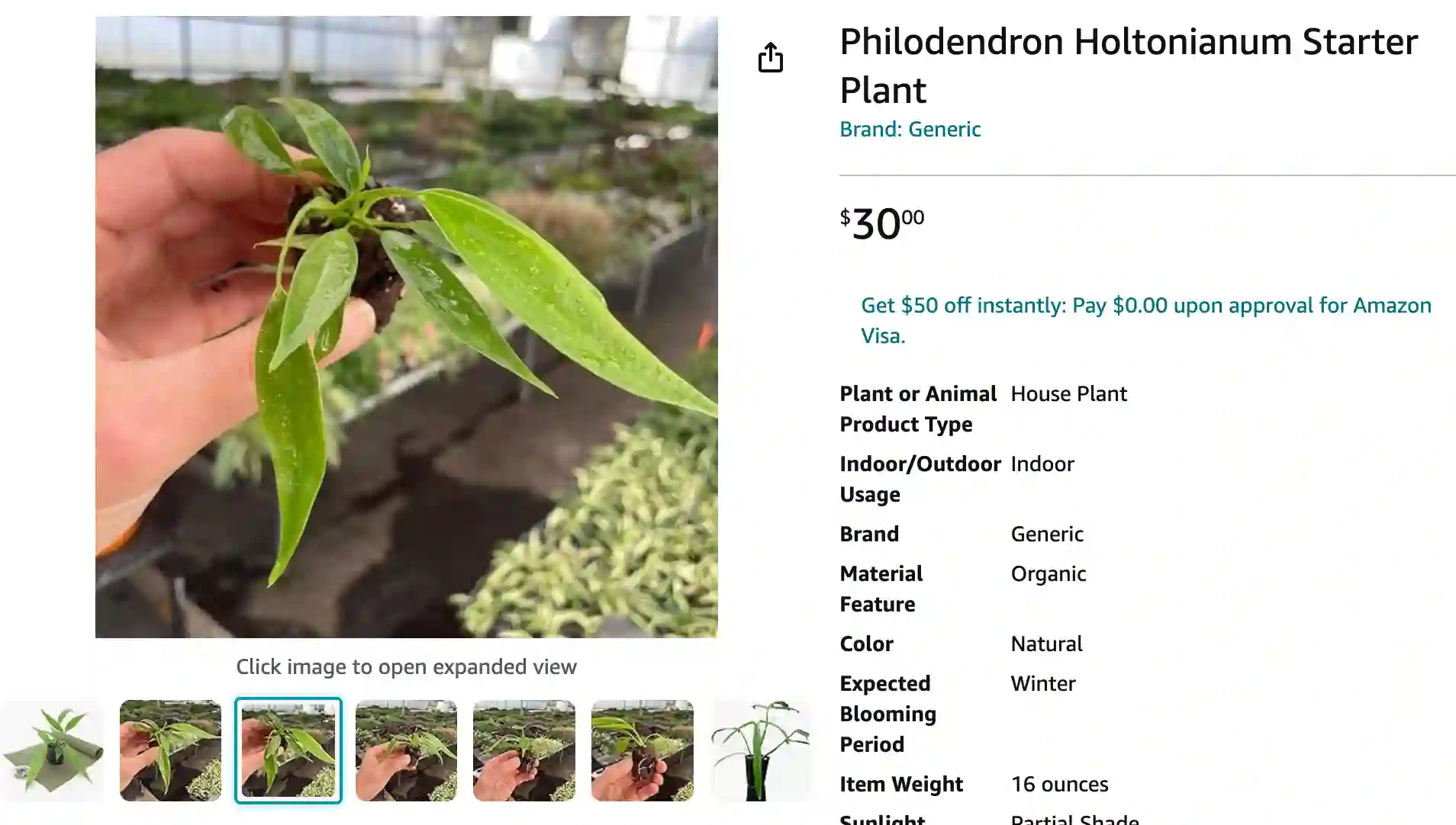 Philodendron Holtonianum | Monsteraholic