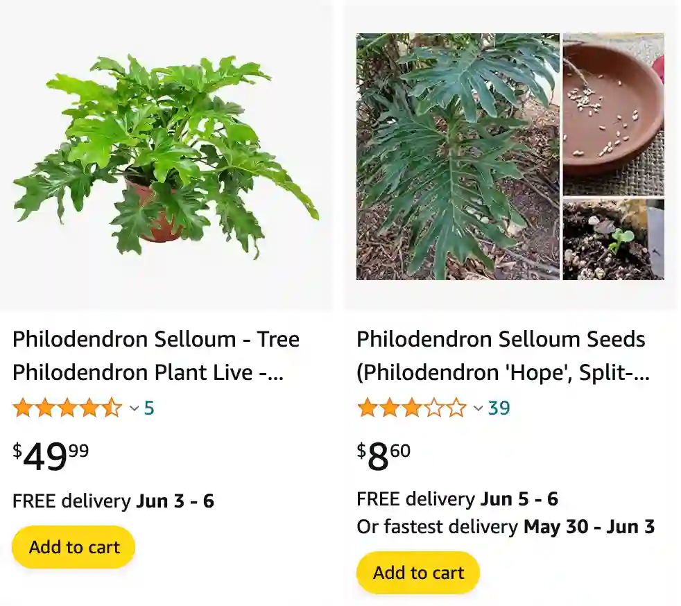 Philodendron Hope Selloum | Monsteraholic