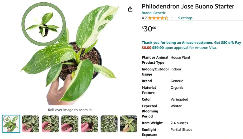 Philodendron Jose Buono | Monsteraholic