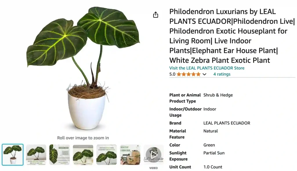 Philodendron Luxurians | Monsteraholic