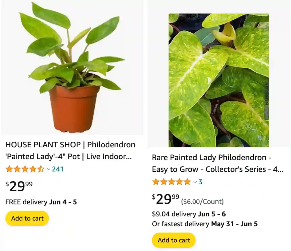 Philodendron Painted Lady | Monsteraholic