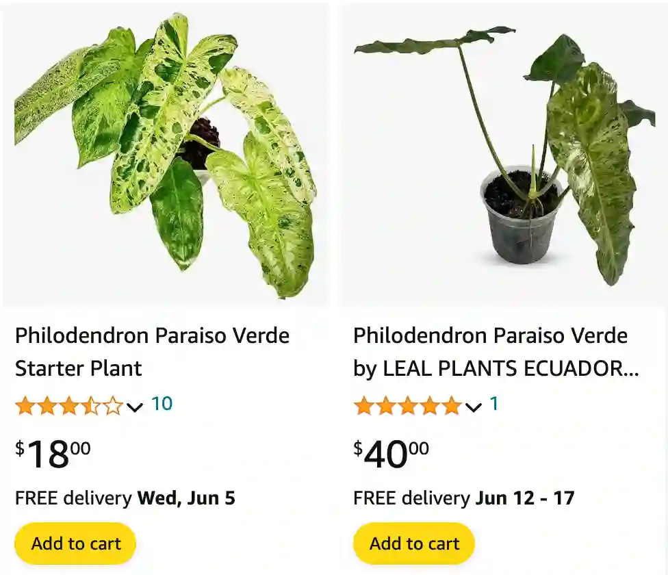 Philodendron Paraiso | Monsteraholic