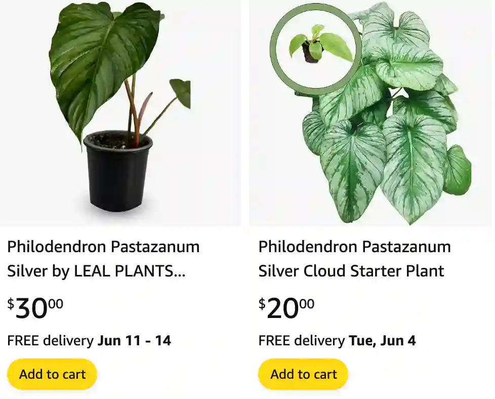 Philodendron Pastazanum | Monsteraholic
