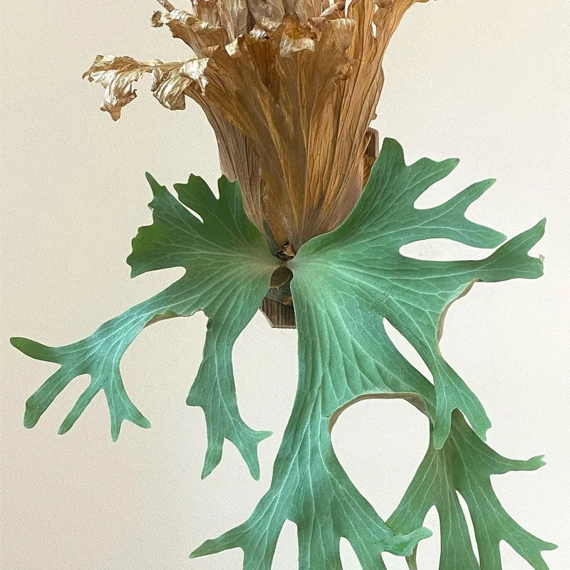 Platycerium wallichii Butterfly staghorn fern 10 monsteraholic