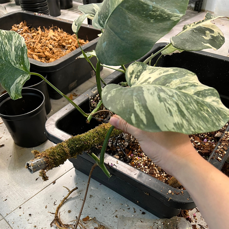 Propagating Monstera - monsteraholic.com