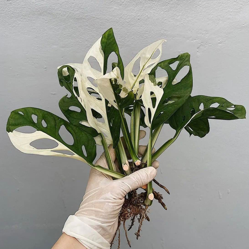 Propagating Monstera - monsteraholic.com