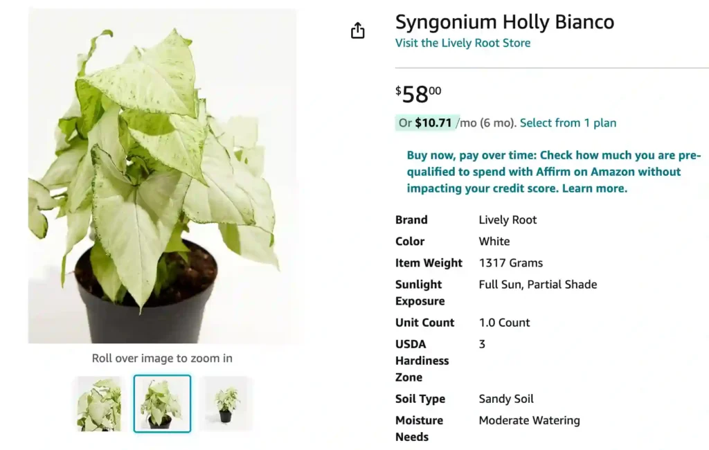 Syngonium Holly | Monsteraholic