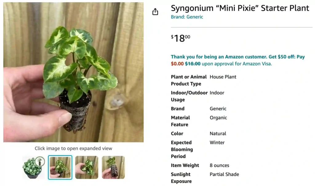 Syngonium Mini Pixie | Monsteraholic
