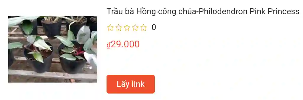 Những điều có thể bạn chưa biết về Philodendron Pink Princess - Trầu bà công chúa hồng 1 Trau ba Hong cong chua Philodendron Pink Princess | Monsteraholic