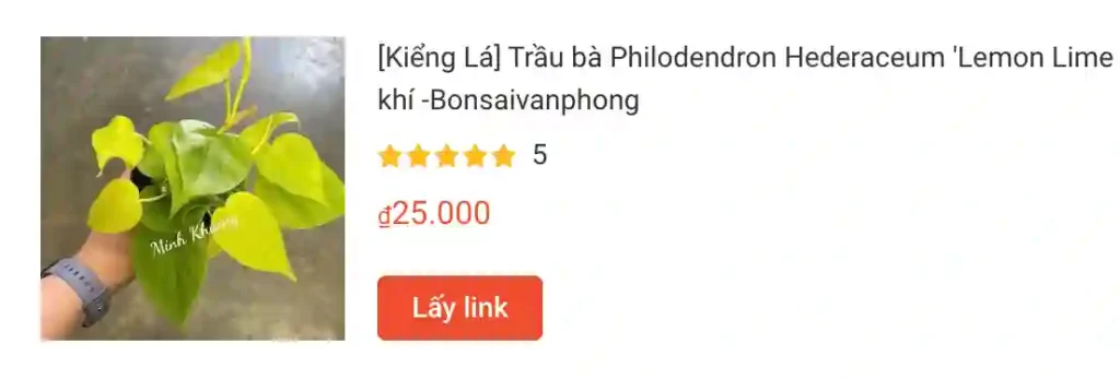 Trau ba Philodendron Hederaceum Lemon Lime trau ba vang la tim | Monsteraholic