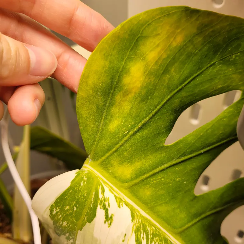 Why Your Monstera Have Yellow Leaves 10 monsteraholic