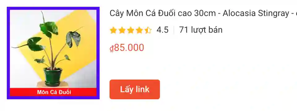 alocasiastingray | Monsteraholic