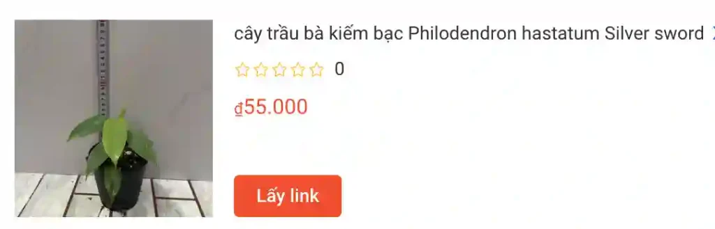 Những điều có thể bạn chưa biết về Philodendron Hastatum - Trầu bà kiếm bạc 2 cay trau ba kiem bac Philodendron hastatum Silver sword | Monsteraholic
