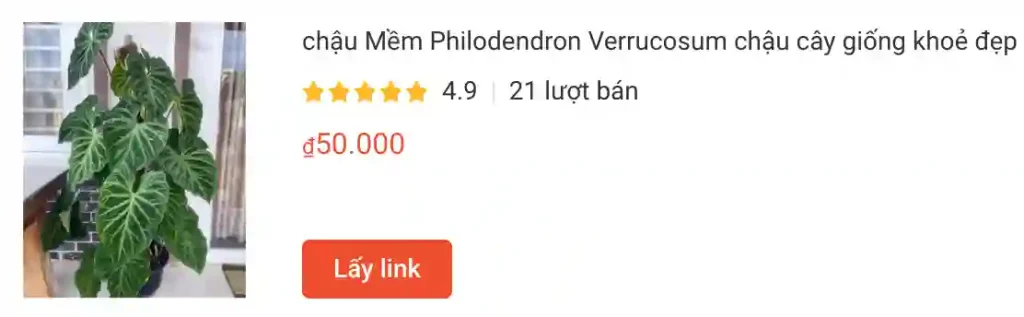 chau Mem Philodendron Verrucosum chau cay giong khoe dep | Monsteraholic