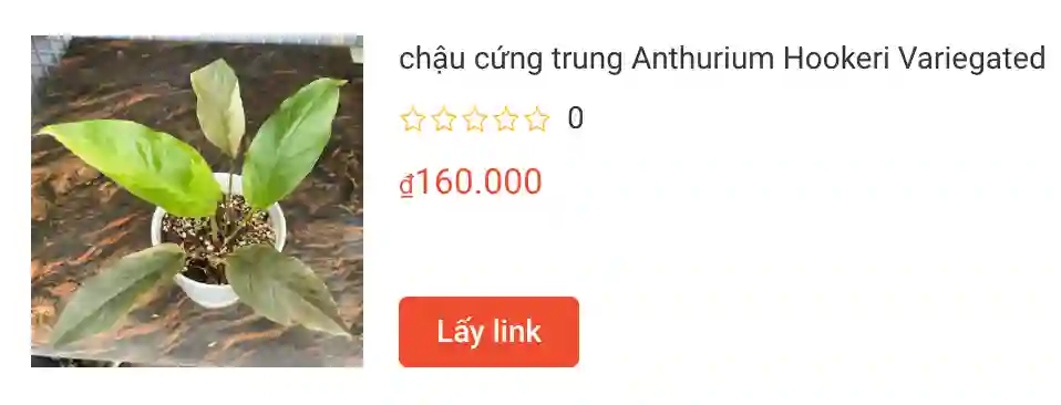 chau cung trung Anthurium Hookeri Variegated | Monsteraholic