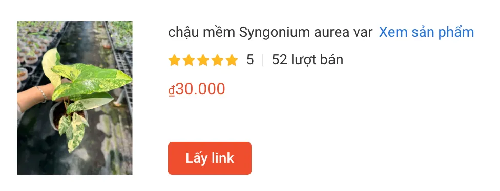 chau mem Syngonium aurea var | Monsteraholic
