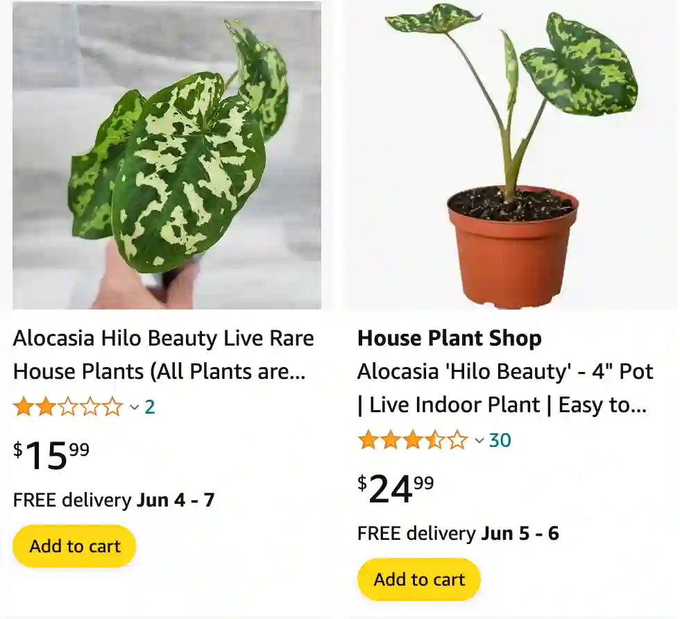 Alocasia Hilo Beauty | Monsteraholic