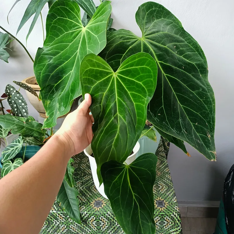 Anthurium Angamarcanum 1 monsteraholic jpg