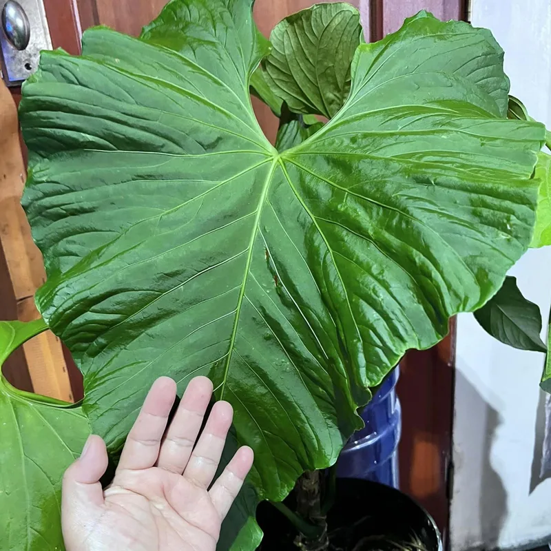 Anthurium Balaoanum 1 monsteraholic jpg