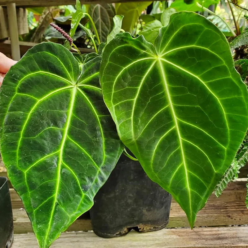 Anthurium Besseae 1 monsteraholic jpg