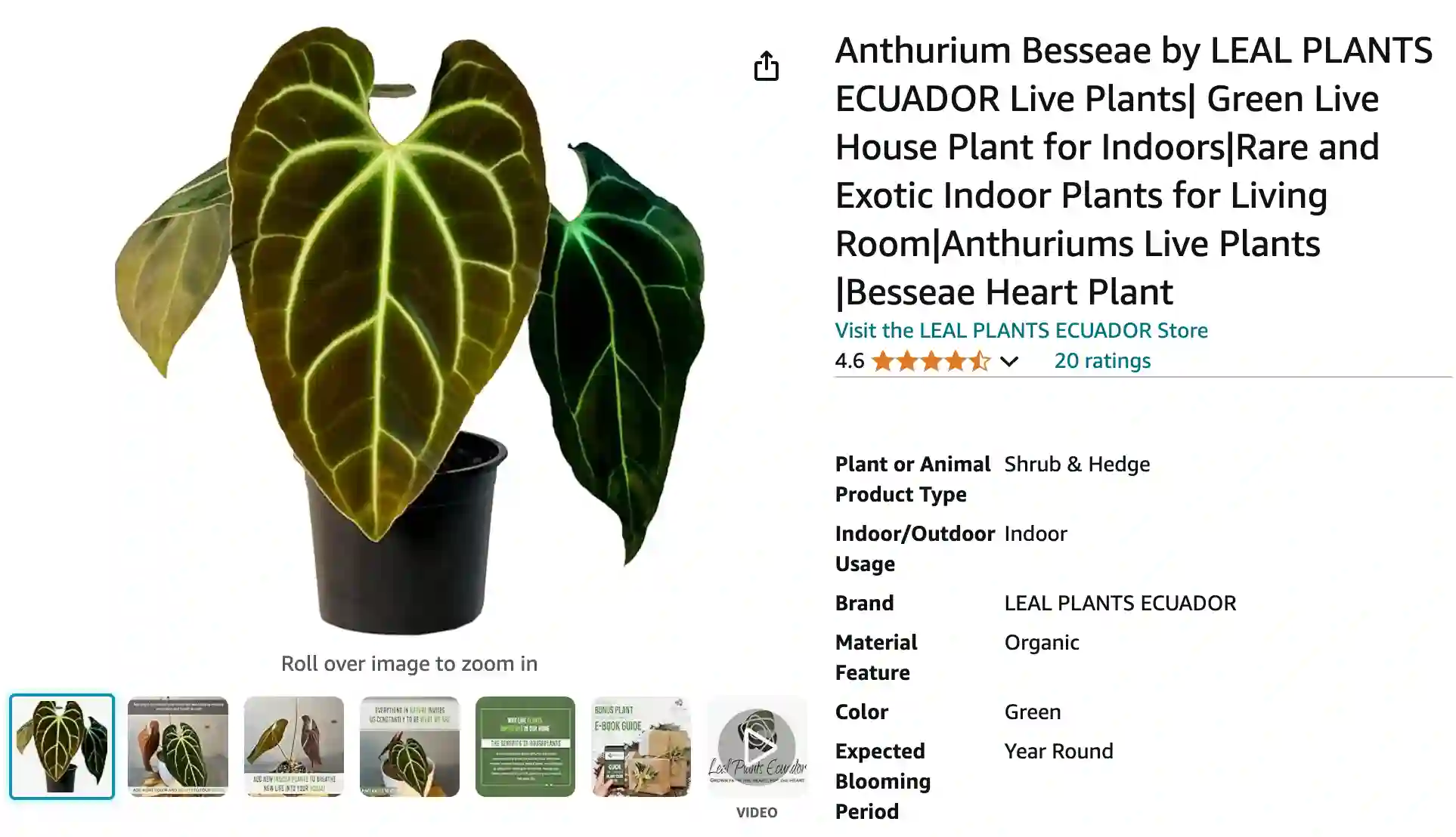 Anthurium Besseae | Monsteraholic