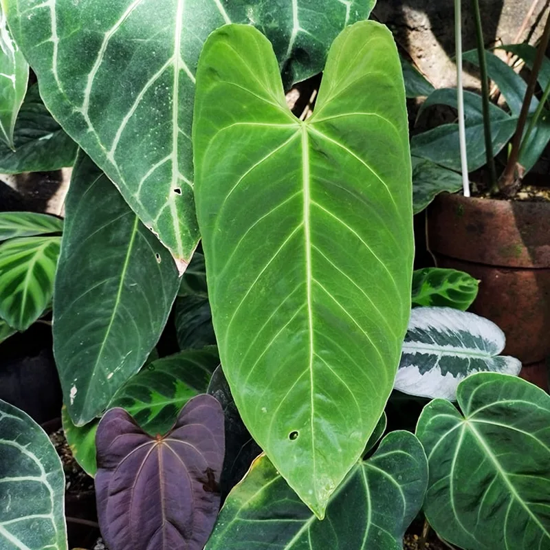 Anthurium Cirinoi 1 monsteraholic jpg