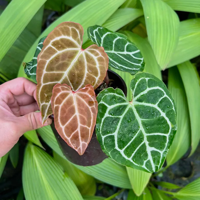 Anthurium Crystallinum x Magnificum 1 monsteraholic jpg